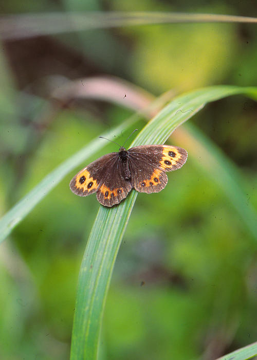 �x�j�q�J�Q