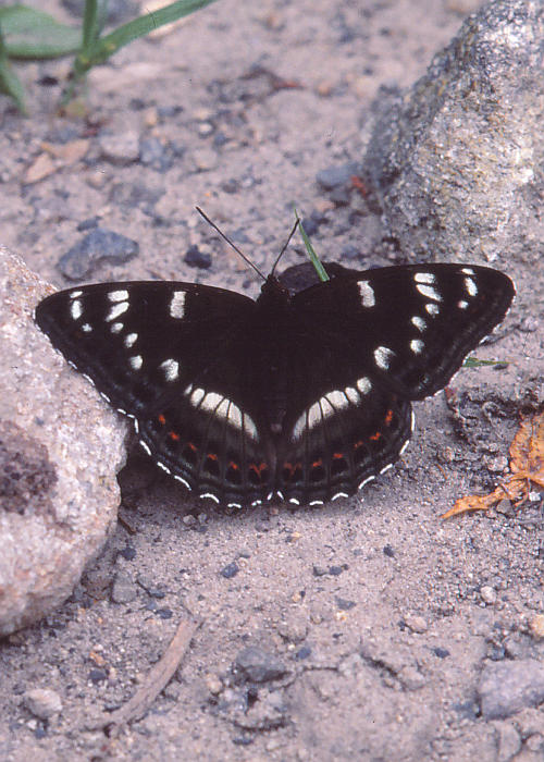 オオイチモンジ1