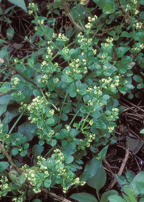 クルマバアカネ1