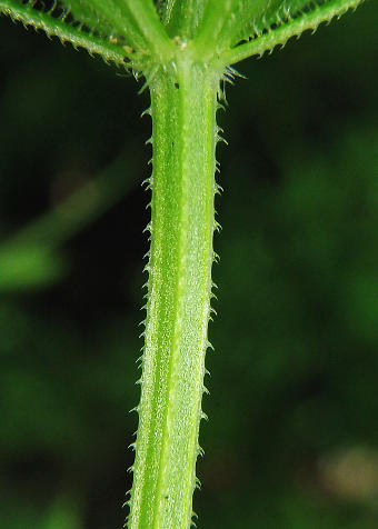 茎