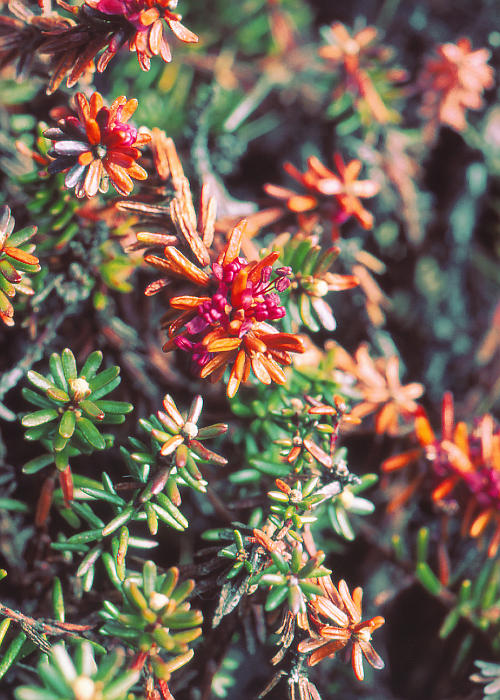 ガンコウラン(雄株)