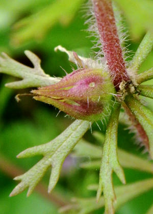 �ʎ�(����)