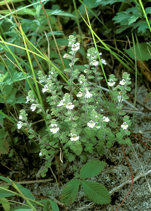 RomRSOTQ