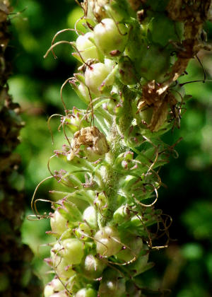 �ʎ�(����)