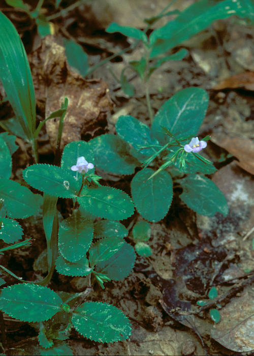 スズメノトウガラシモドキ1