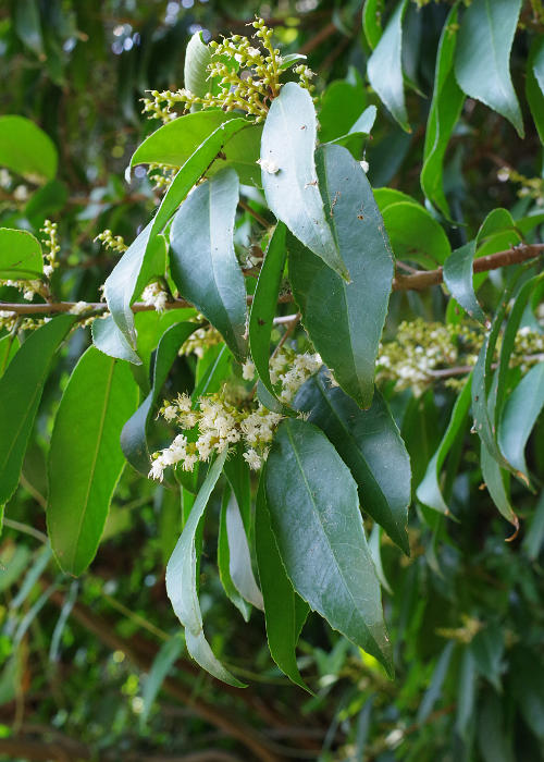 �J���U�u���E�m�L