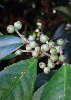 �ʎ�(���n��)(�j��)