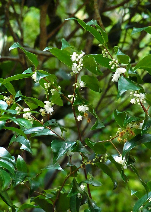 リュウキュウハイノキ1