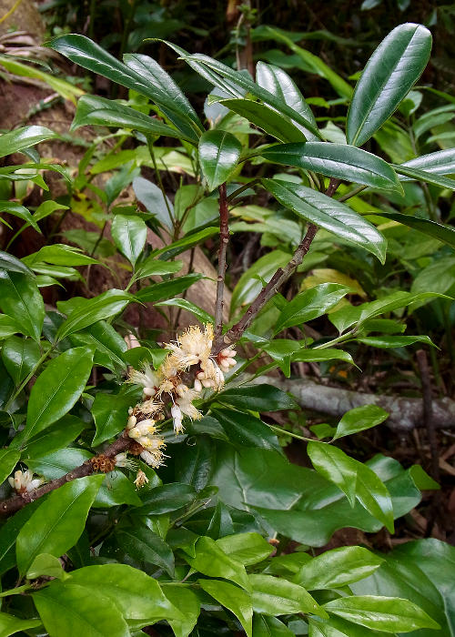 ヤンバルミミズバイ1