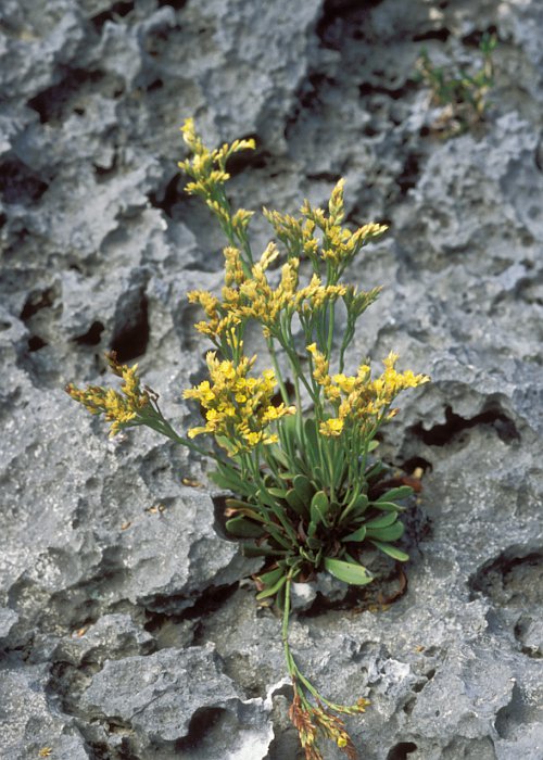 ウコンイソマツ1