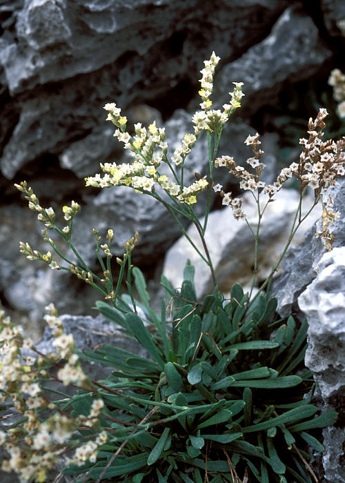 ウスジロイソマツ1