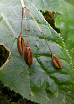 �ʎ�(����)