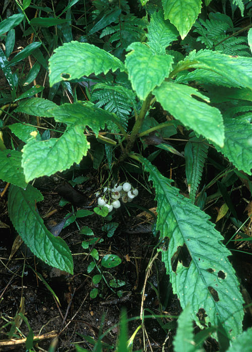 キレバヤマビワソウ(果実)