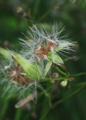 ���ʁE����