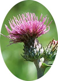 緑 紫 イザナギ＆イザナミ CX以下 32種96枚 ヨモツオオカミ Onitsuka