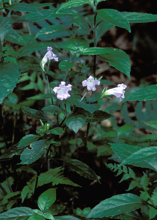 オキナワスズムシソウ1
