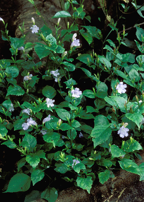 セイタカスズムシソウ1