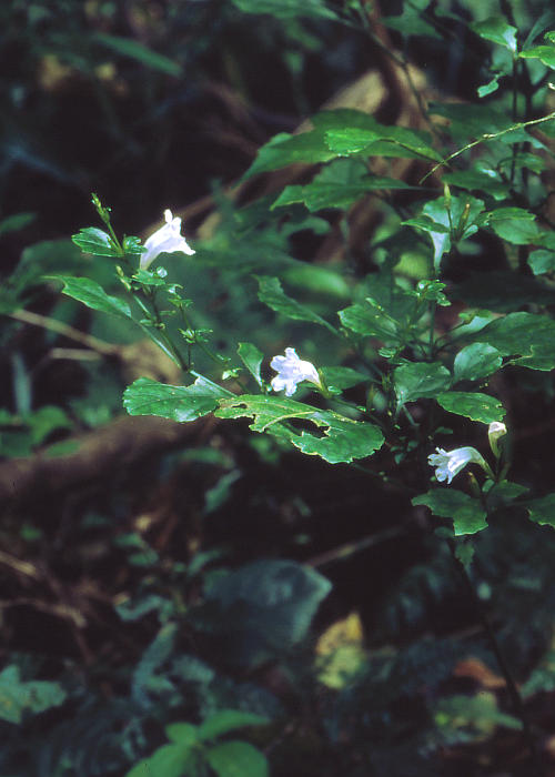 シロバナセイタカスズムシソウ(仮称)