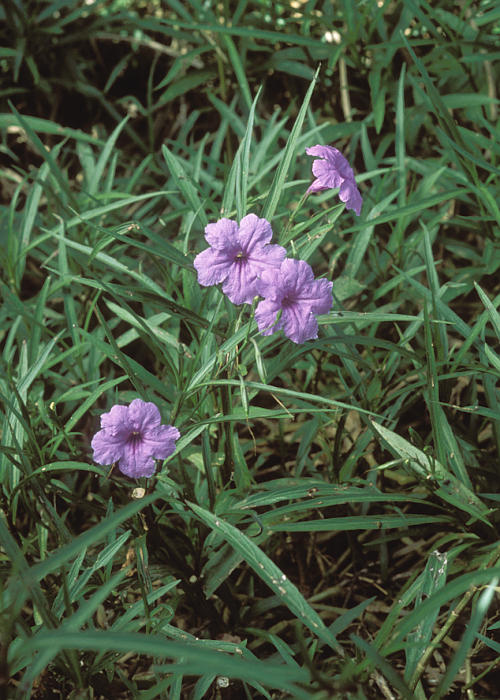 ヤナギバルイラソウ1