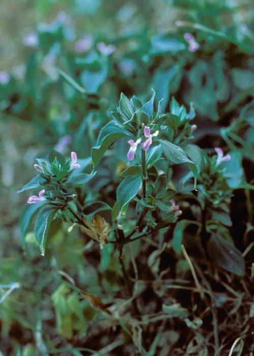 ヤンバルハグロソウ1