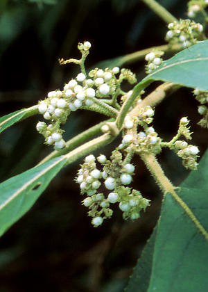 �ʎ�(�j��)