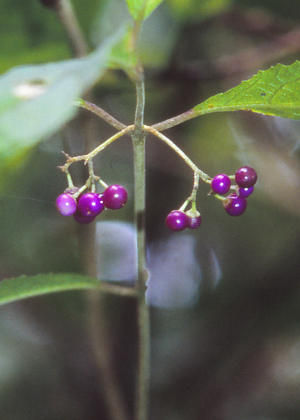 �ʎ�(�j��)