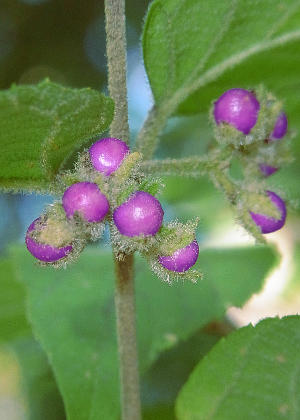 �ʎ�(�j��)