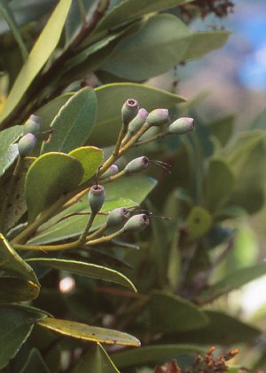 �ʎ�(�j��)