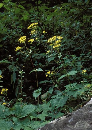 キンレイカ(オミナエシ) キンレイカ(オミナエシ) - メルカリ