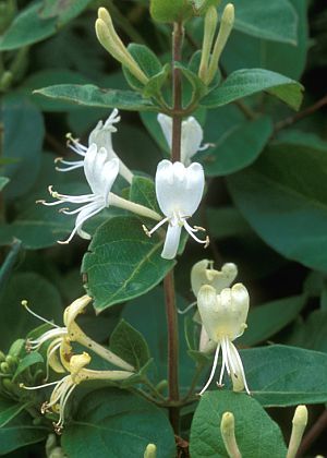 茎