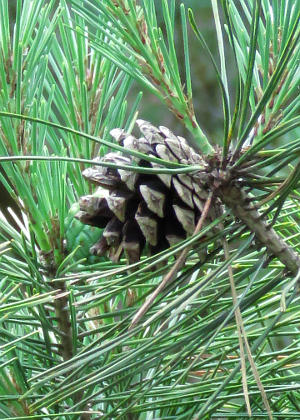 �ʎ�(����)�Q(��؂��J��)