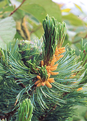 �Y�ԁE�ʎ�(����)