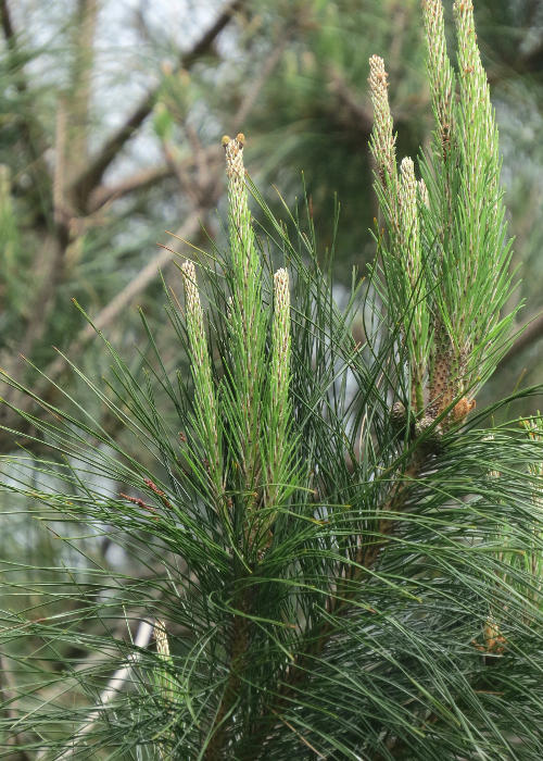 �����E�L���E�}�c