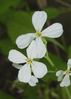 花２(白色花)