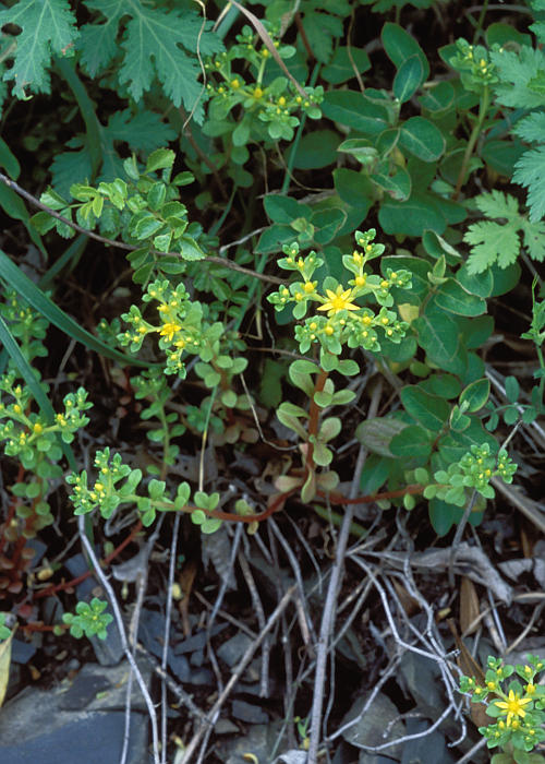 コウライコモチマンネングサ1