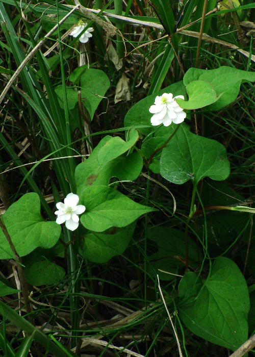 ���G�U�L�h�N�_�~(����)