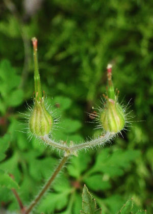 �ʎ�(������)