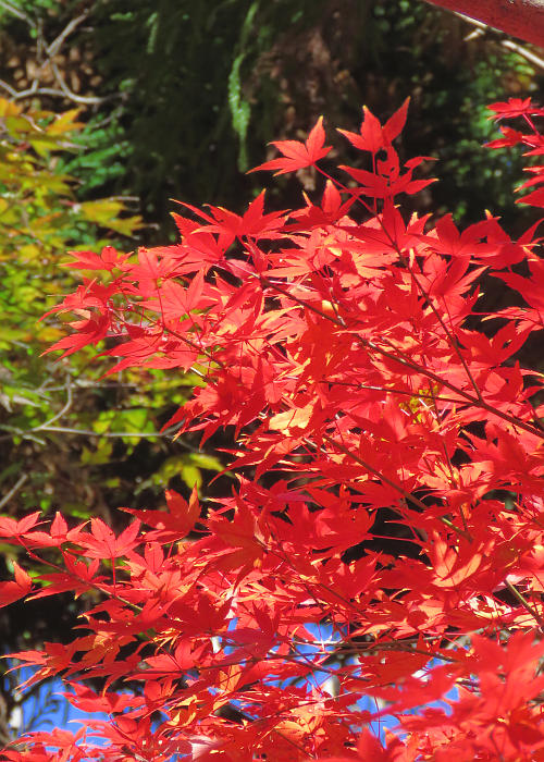 紅葉