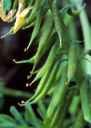 �ʎ�(����)