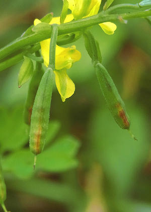 �ʎ�(����)