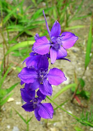花１(青紫色)