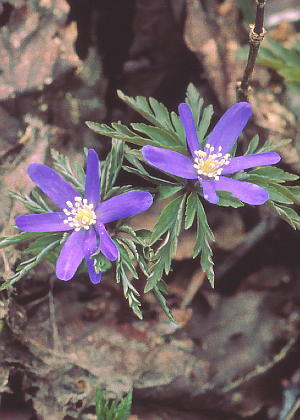 ԂQ(ZF)