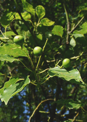 �ʎ�(���n��)�Q