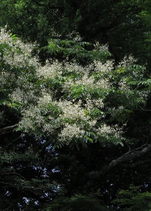 藤豆⭐️茎 hujiki