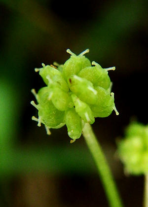 �ʎ�(����)