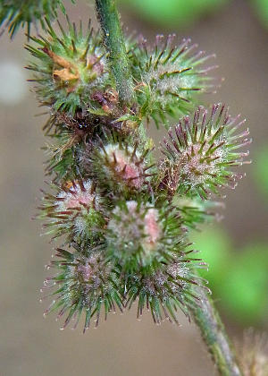 �ʎ�(����)