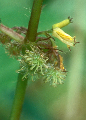 �ʎ�(����)