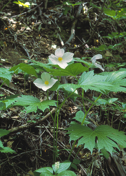 �V���o�i�V���l�A�I�C