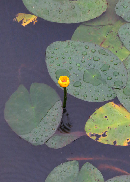 サイジョウコウホネ1