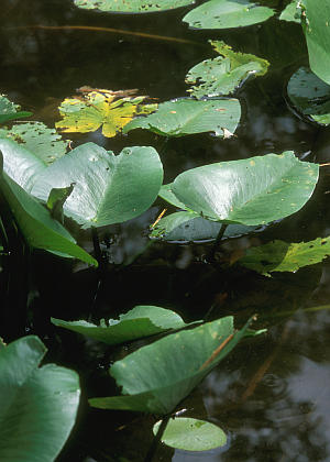 水上葉(抽水葉)